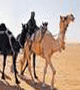   Camel Festival Preserves Saudi Heritage