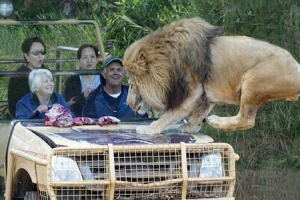 Un zoo oÃ¹ des touristes peuvent observer des lions Ã  courte distance