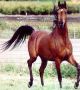 La 19Ã¨ Ã©dition du concours rÃ©gional d'Ã©levage du cheval arabe barbe Ã  Marrakech 