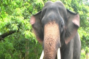 Elephant Rehabilitation Centre at Kottur / Kerala - India