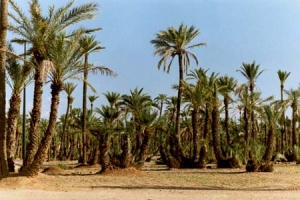 La palmeraie de Marrakech assoiffÃ©e par le tourisme